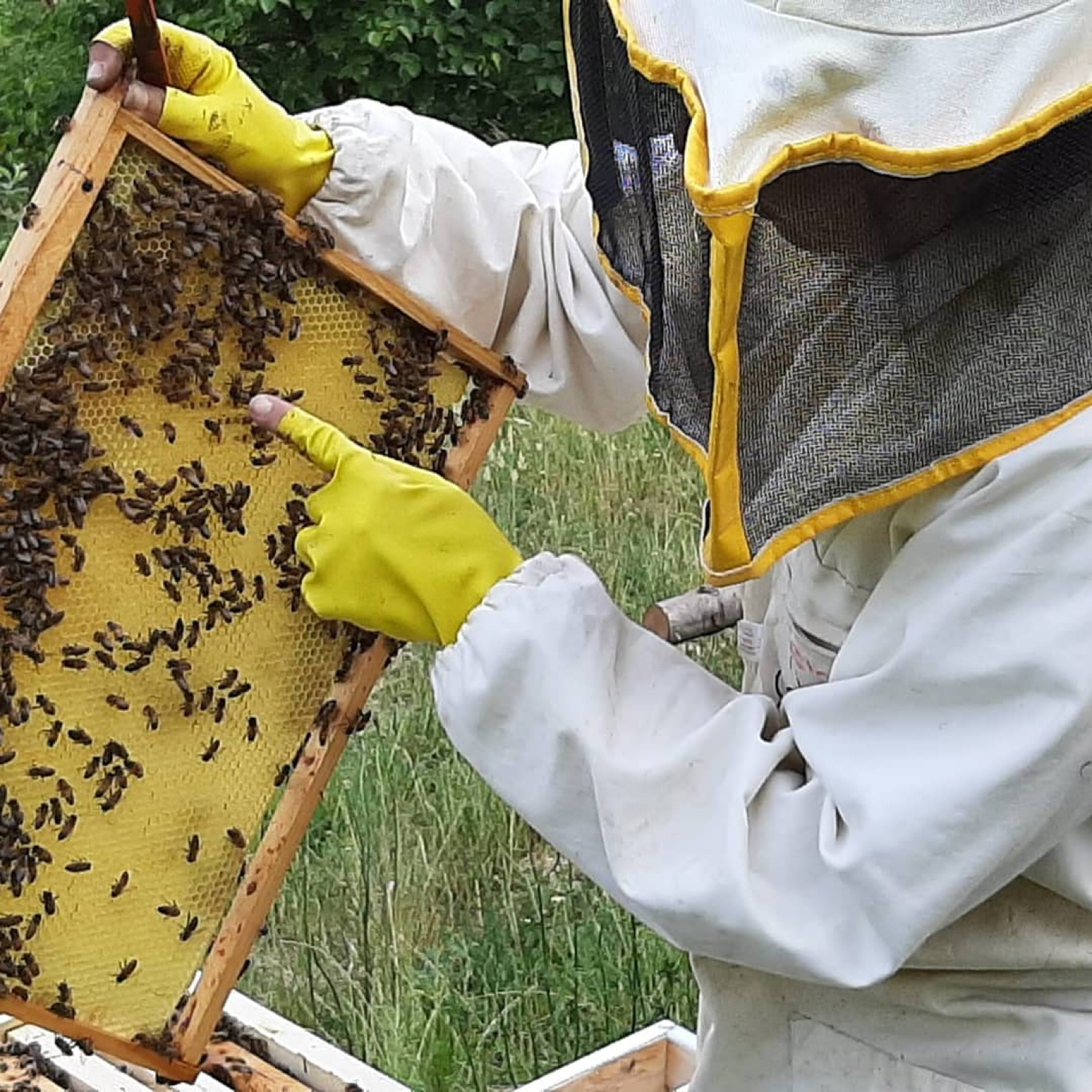 Riconoscersi custode delle api